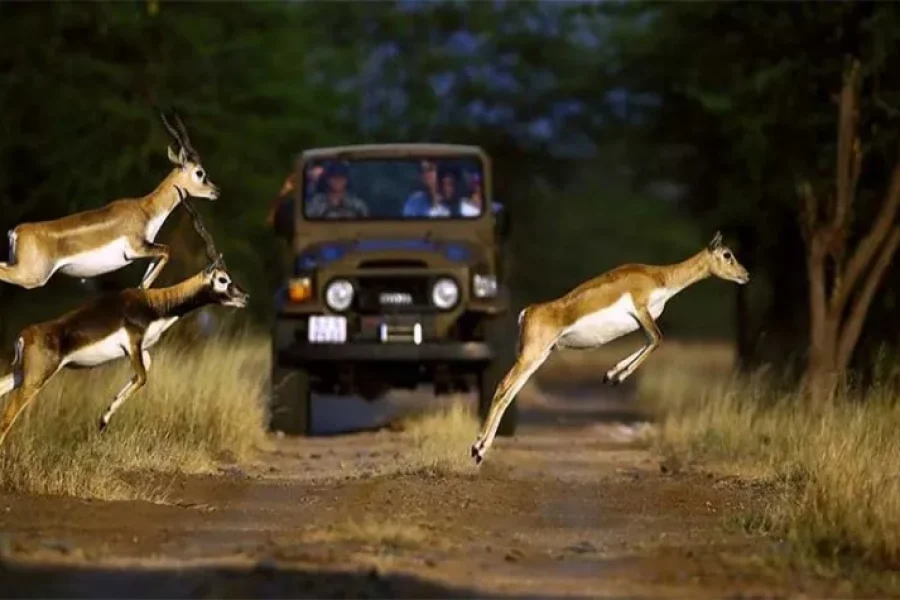 Ahmedabad Bhavnagar Diu Junagadh Sasan Gir Tour
