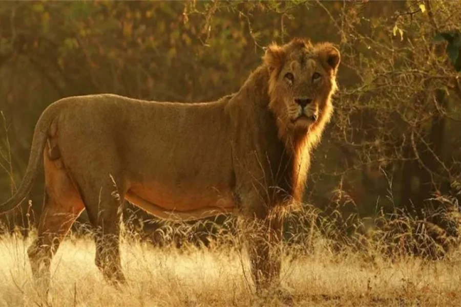 Ahmedabad Bhuj Dwarka Somnath Diu Sasan Gir