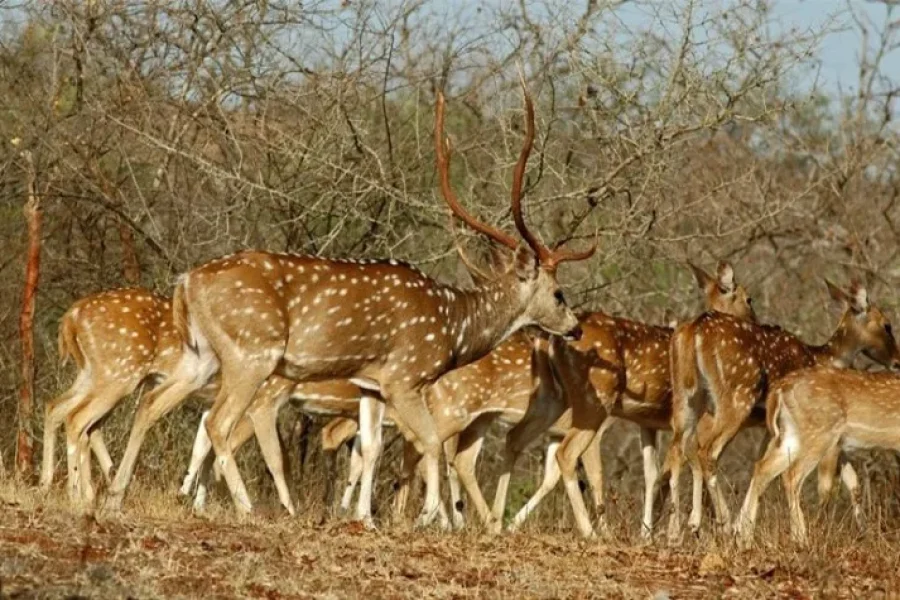 Ahmedabad Dwarka Somnath Sasan Gir