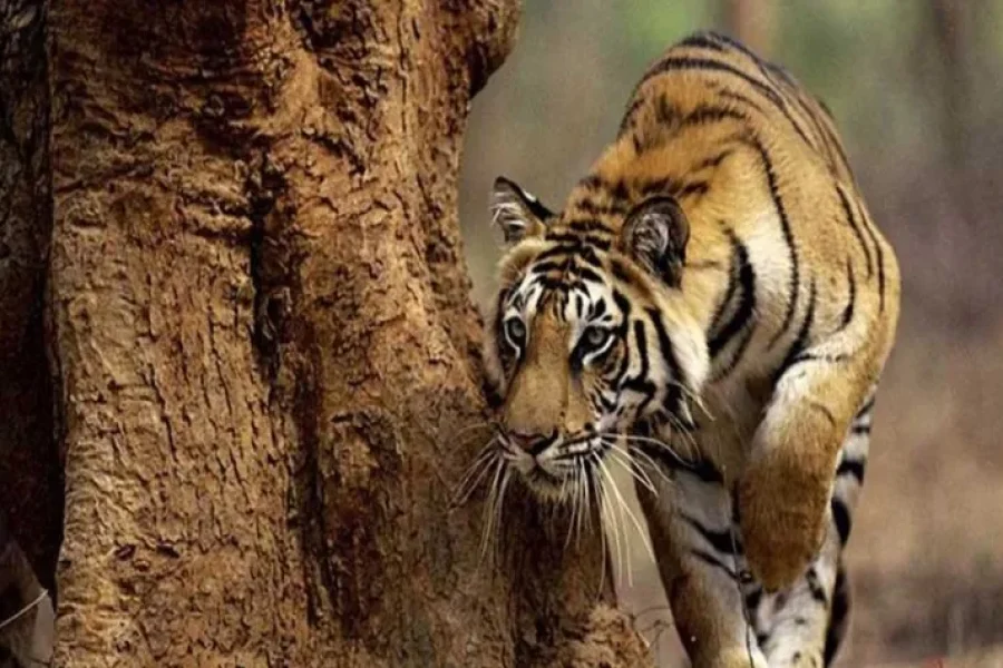 Nainital with Corbett Jungle Tour