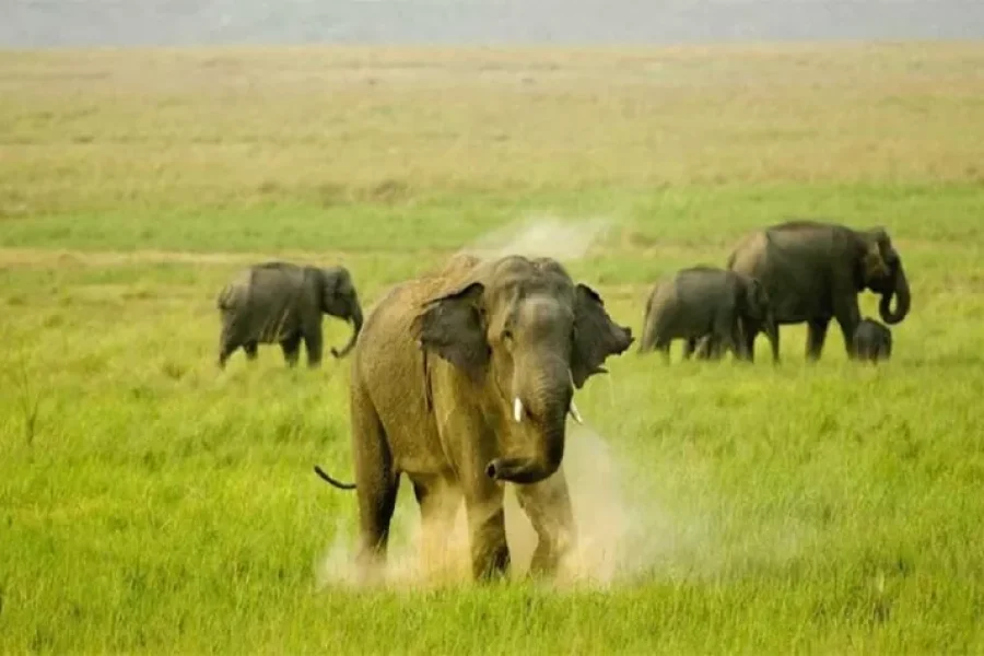 Mussoorie with Corbett Jungle Tour