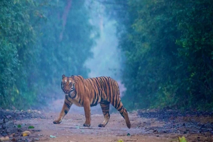 Mussoorie Corbett Nainital