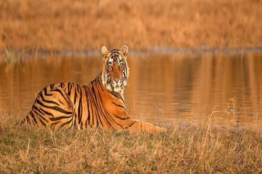 Corbett National Park Wildlife Package