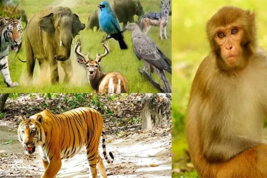 Corbett Tour