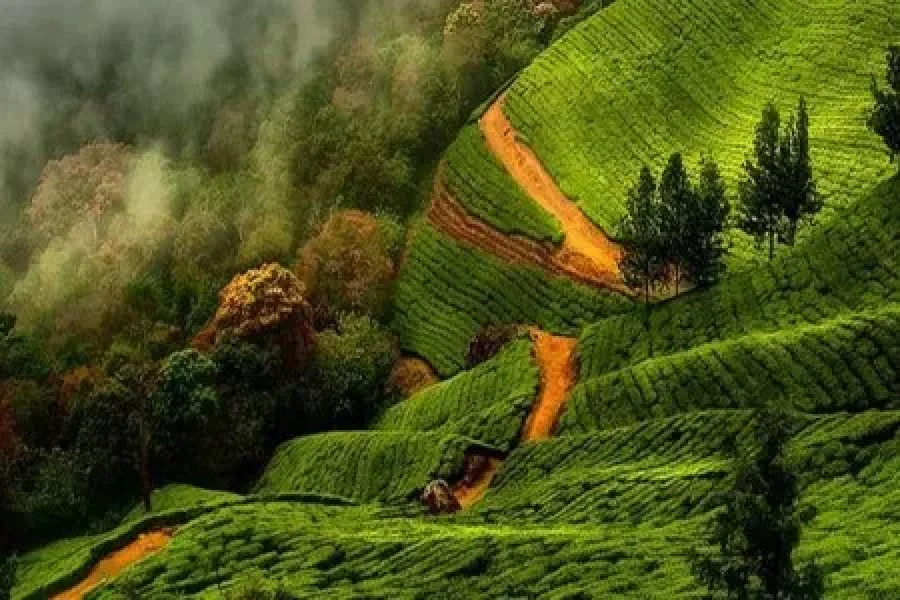 Cochin Munnar Aleppey Kumarakom