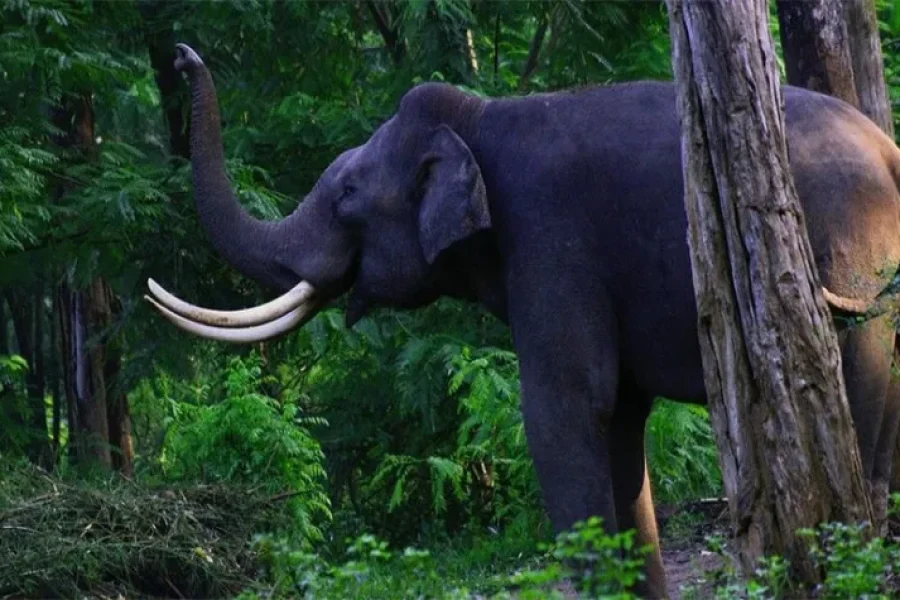 Wayanad Calicut Tour