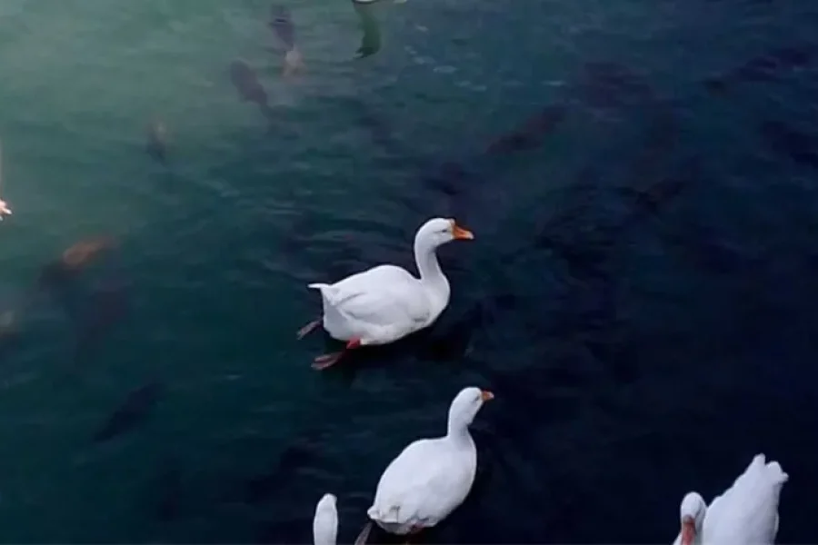 Nainital