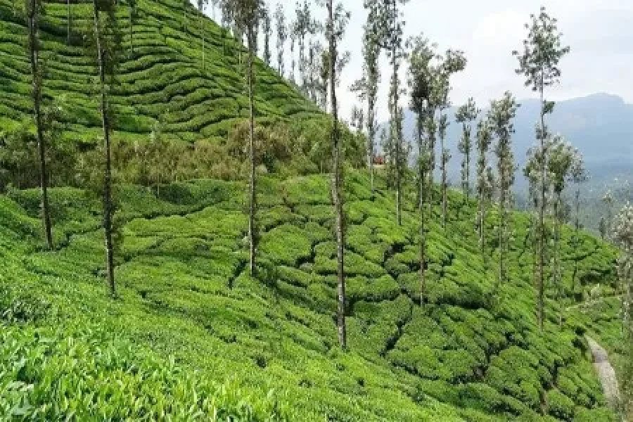 Nainital Kasauni Corbett