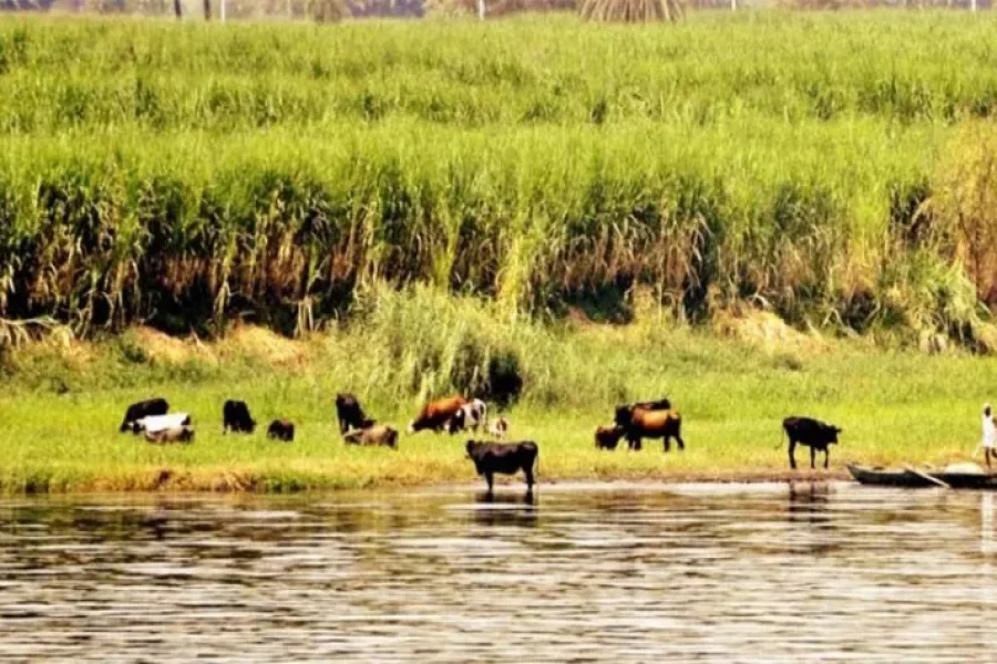 Kerala Hills and Wildlife Tour
