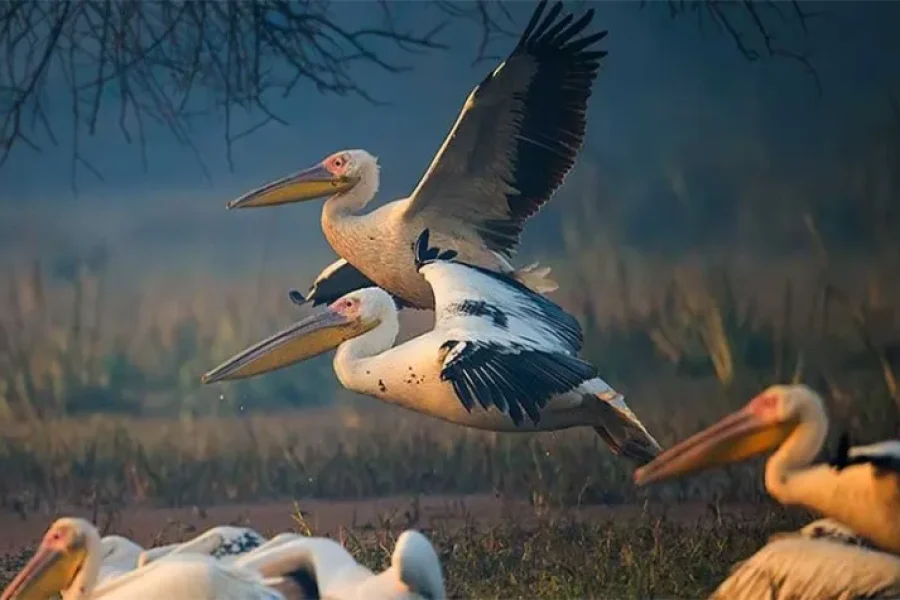 Rajasthan with Bharatpur Bird Sanctuary