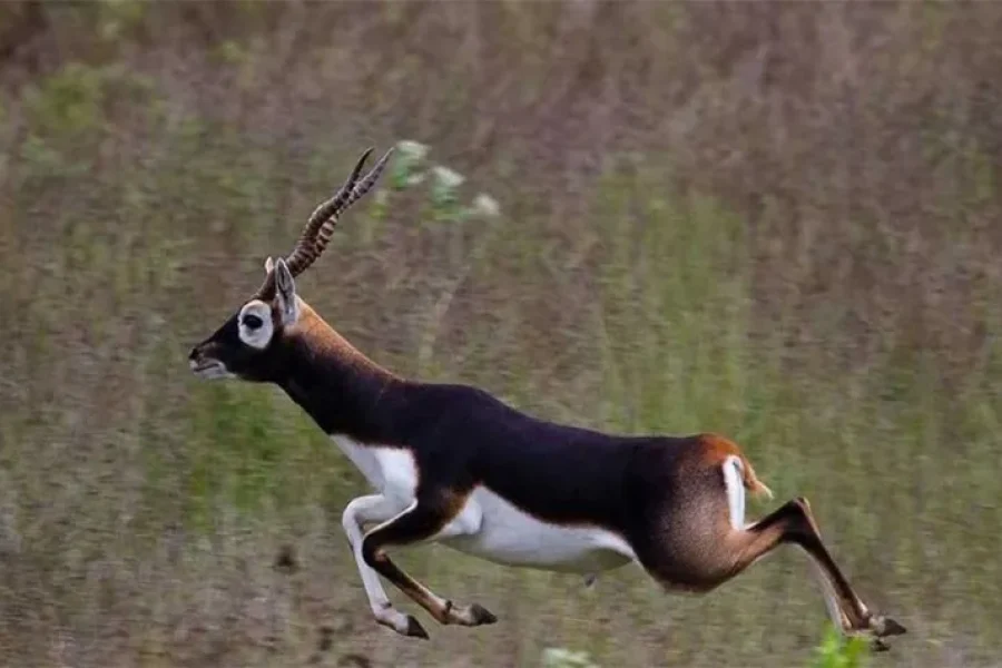 Delhi Ranthambhore Agra Corbett Rishikesh