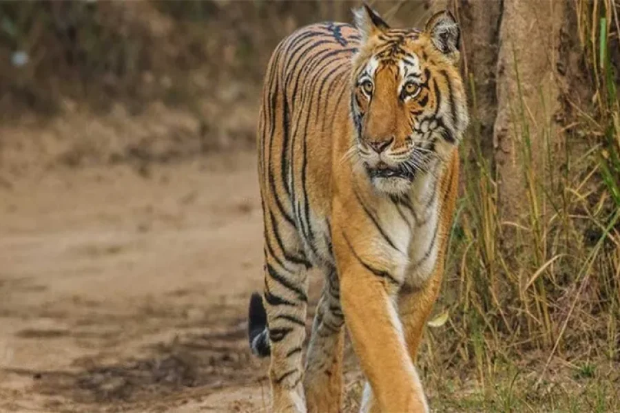Corbett National Park Wildlife Package
