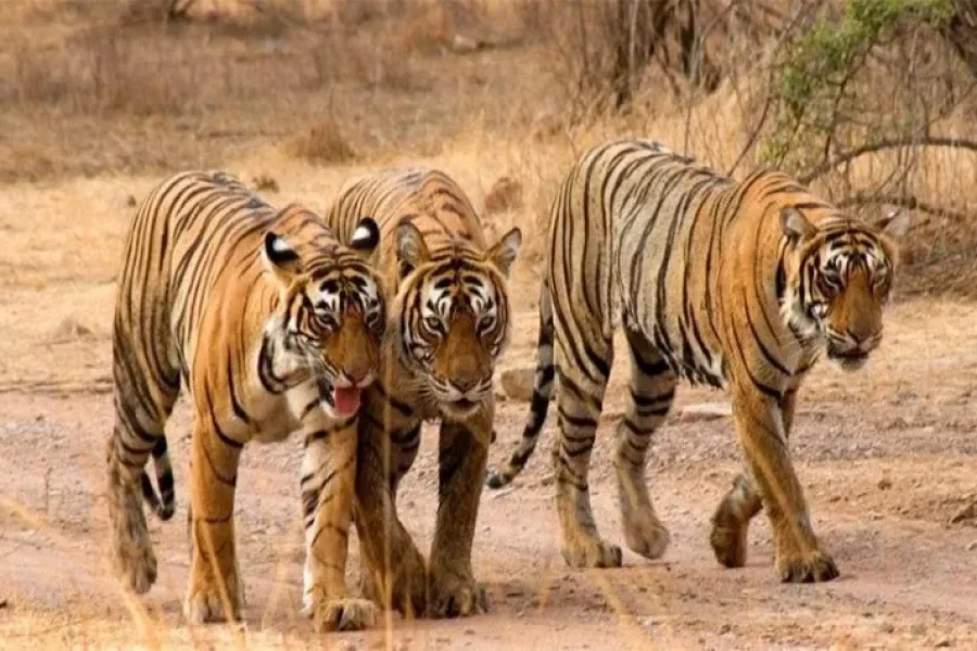 Jaipur Ranthambhore Tour