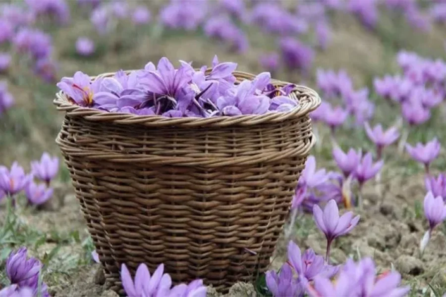 Romantic Tour of Kashmir